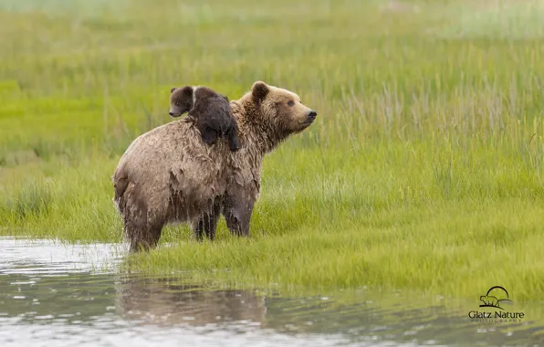 Picture water, bears, Alaska, meadow, bear, Alaska, bear, Lake Clark National Park