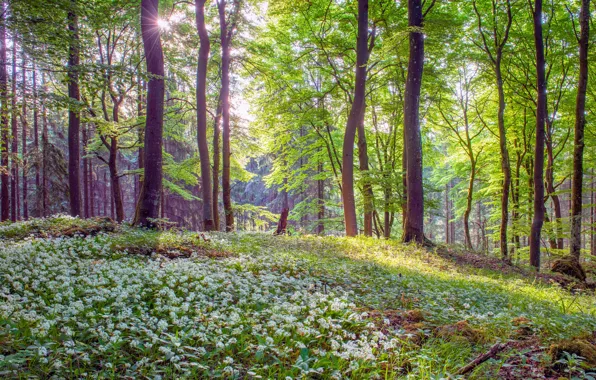 Picture greens, forest, the sun, rays, light, trees, flowers, thickets