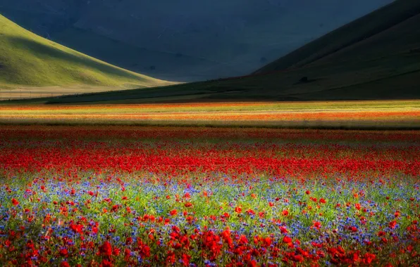 Summer, flowers, strip, hills, Maki, Italy, Tuscany, poppy field