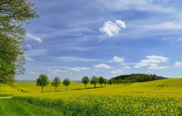 Picture greens, field, the sky, grass, photo