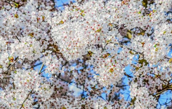 Picture the sky, branches, cherry, tree, spring, flowering, sky, blossom