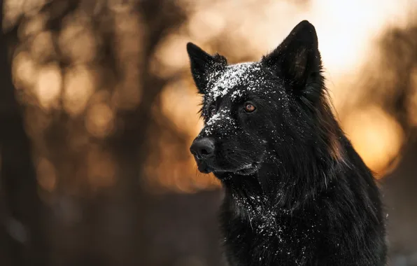 Picture face, snow, dog, bokeh, German shepherd