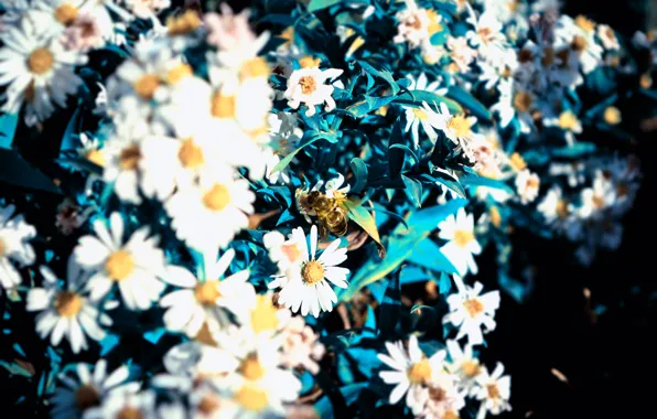 Macro, Flowers, Bee