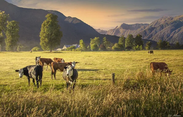 Landscape, mountains, cows, meadow