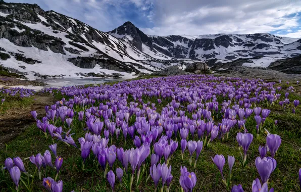 Flowers, mountains, meadow, crocuses, Bulgaria, Bulgaria, Rila National Park, Rila national Park