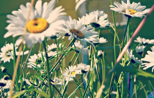 Picture greens, summer, chamomile, petals