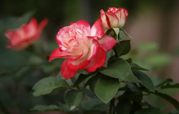 Roses, beauty, buds