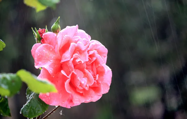 Rain, Rain, Pink rose, Pink rose