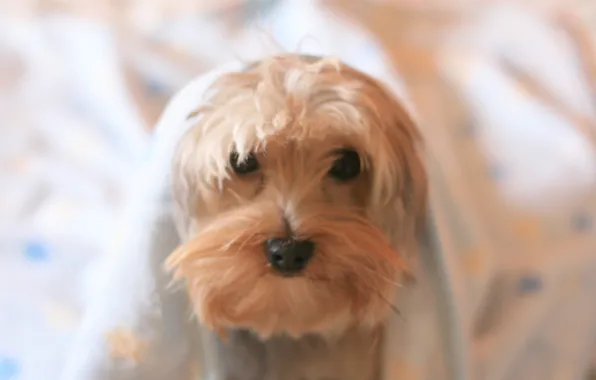 Bed, dog, blanket