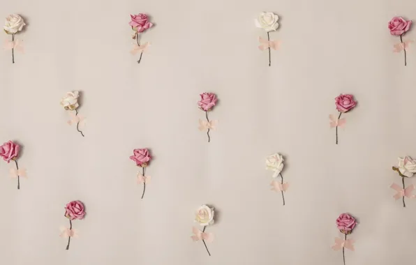 Picture flowers, roses, petals, pink, white, buds, decor