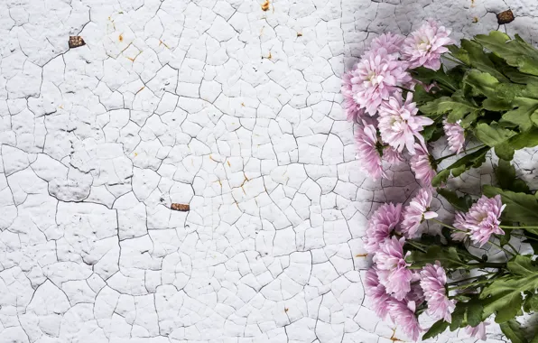 Flowers, background, pink, chrysanthemum, wood, pink, flowers, violet