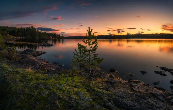 Picture Norway, Norway, Ringerike, Two Trees