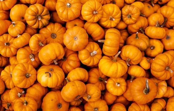 Pumpkin, orange, a lot