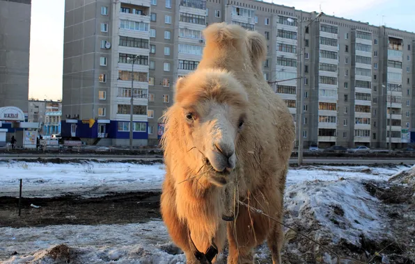 Winter, snow, the city, home, camel, double-humped