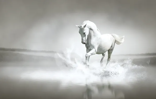 Picture water, squirt, river, shore, horse, running
