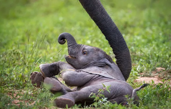 Picture elephant, Baby Elephant, elephant, Zambia, African Wildlife