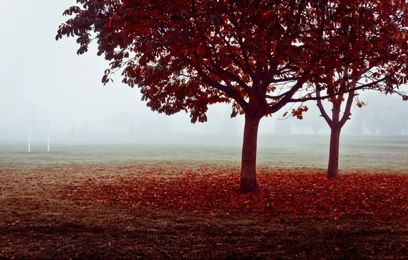 Field, autumn, fog, gate
