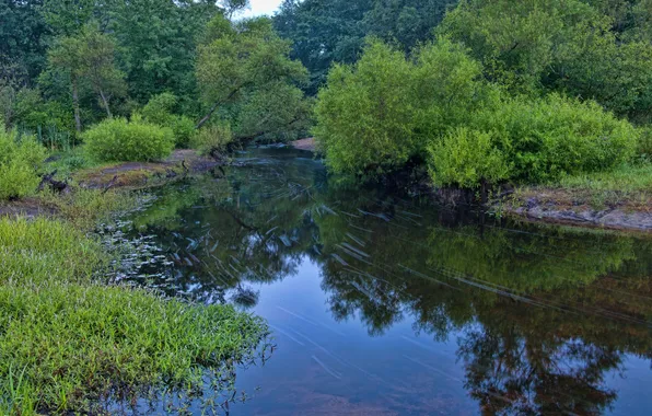 Picture forest, trees, river, Bank