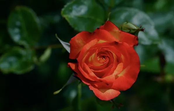 Picture rose, orange, petals, Bud, flowering