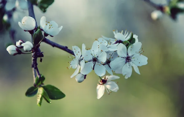 Greens, leaves, macro, light, flowers, freshness, nature, cherry