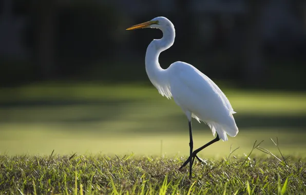 Picture bird, Heron, bokeh