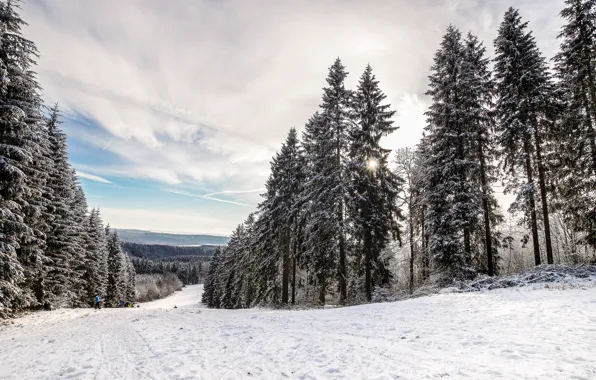 Winter, Trees, Tree