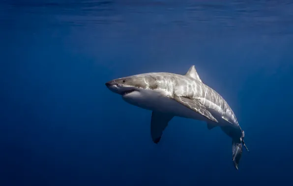 Picture Mexico, Isla de Guadalupe, Carcharodon carcharias, Great White Shark