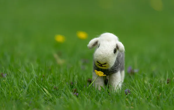 Greens, grass, glade, toy, muzzle, lamb, flowers, sheep