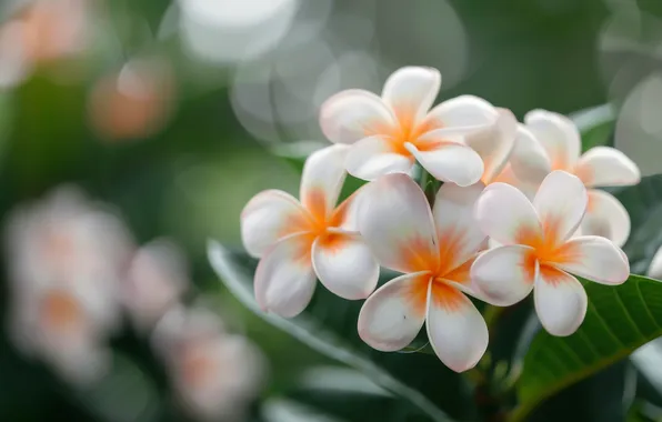 Flowers, white, green background, bokeh, plumeria, frangipani, AI art, neural network