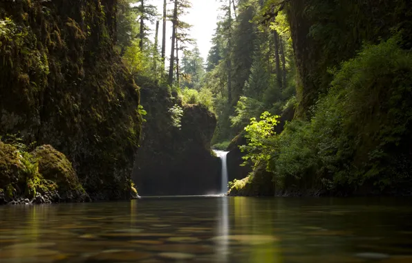 Picture forest, nature, river, waterfall