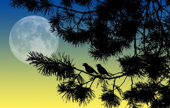 Birds, night, branches, the moon, silhouettes