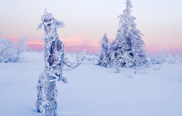 Picture winter, the sky, clouds, snow, trees, spruce