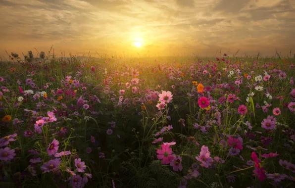 Field, space, sunset, flowers, kosmeya