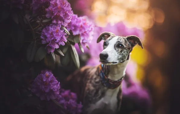 Look, flowers, nature, pose, dog, face, rhododendrons, whippet