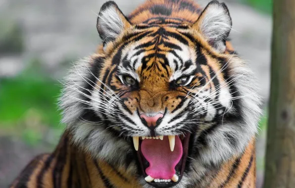 Big cat, animal themes, one animal, .tiger beautiful desktop