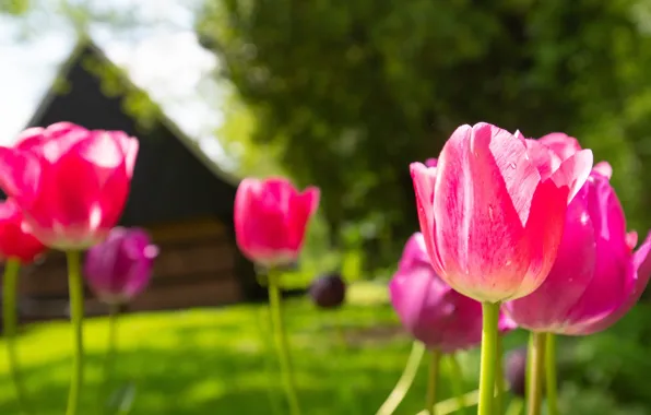 Greens, flowers, house, glade, bright, spring, garden, village