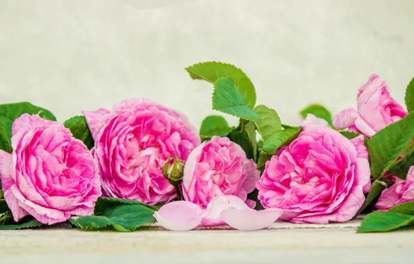 Flowers, roses, petals, pink, wood, pink, flowers, petals