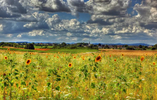 Field, the sky, clouds, flowers, clouds, sunflower