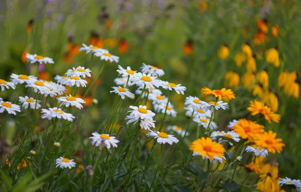 Field, grass, nature, chamomile, meadow