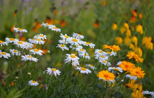 Picture field, grass, nature, chamomile, meadow