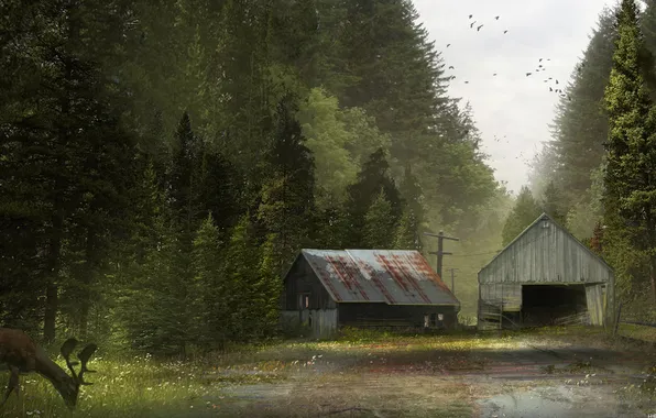 Forest, nature, animal, the barn, antelope