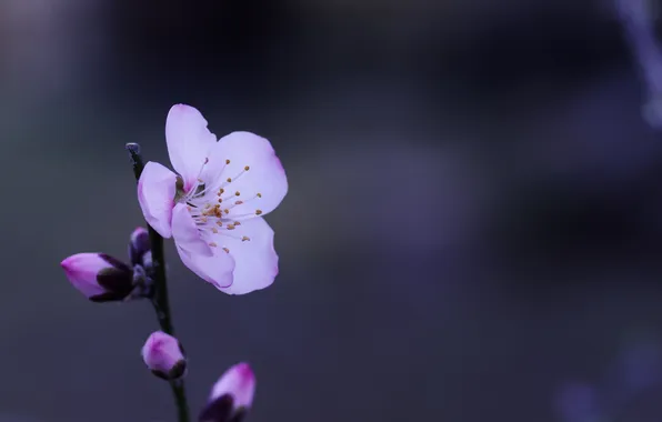Branches, nature, background