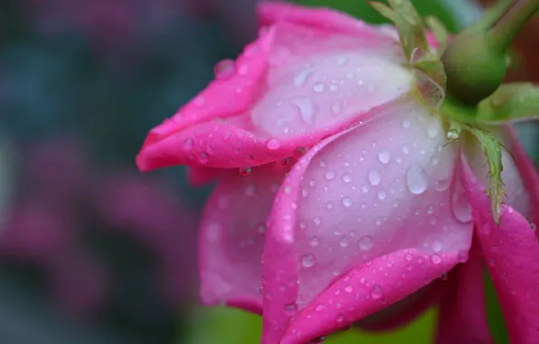 Flower, water, drops, Rosa, rose, petals