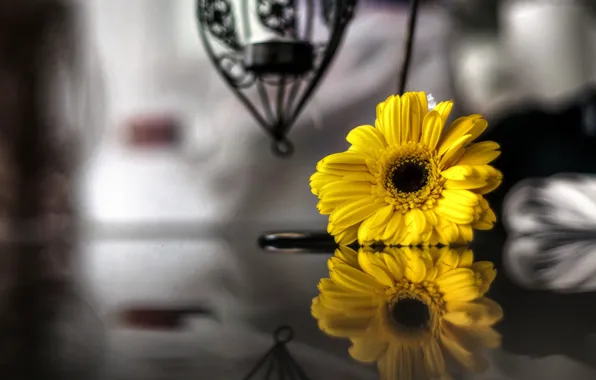 Picture flowers, yellow, reflection, background, widescreen, black and white, Wallpaper, blur