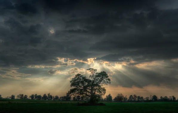 Picture rays, clouds, tree