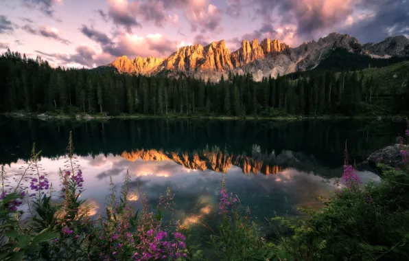 Forest, summer, flowers, mountains, lake, reflection, shore, pond