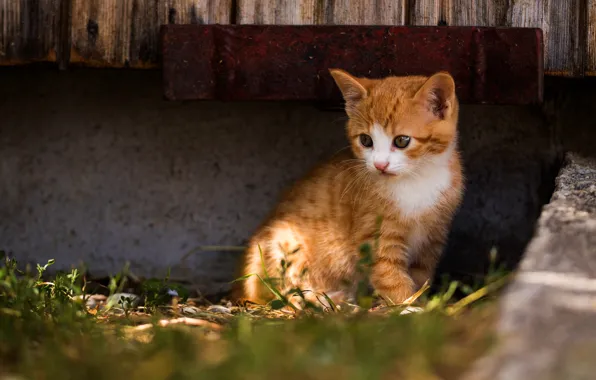 Picture cat, look, light, red, kitty, concrete, sitting