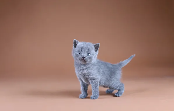 Background, minimalism, baby, kitty, British