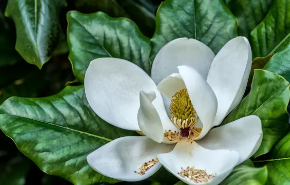 Picture white, macro, Magnolia