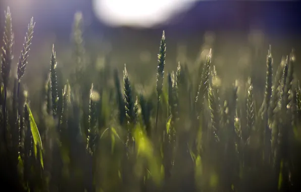 Picture wheat, macro, green, background, widescreen, Wallpaper, vegetation, rye